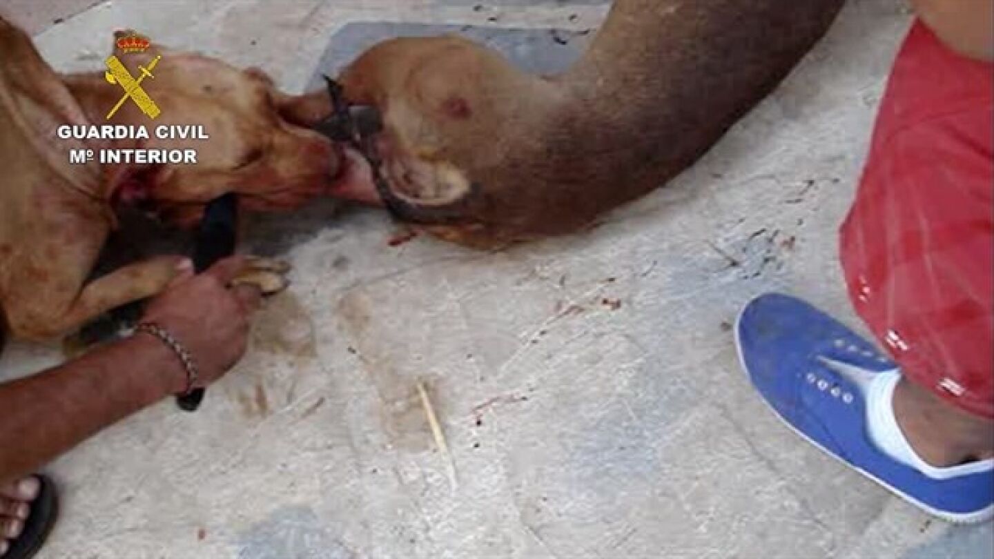  Investigan cuatro personas en M&aacute;laga por organizar peleas de perros peligrosos