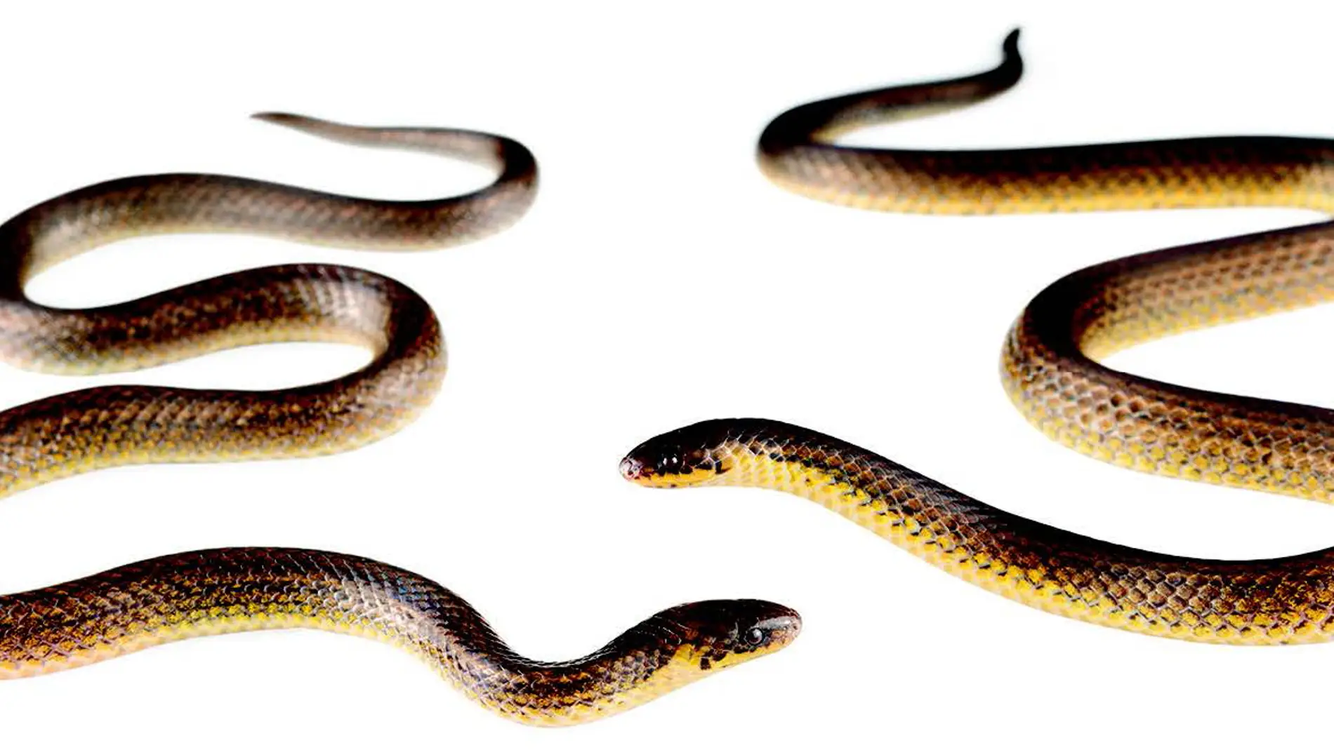 Una serpiente recien descubierta ya esta en peligro critico de extincion