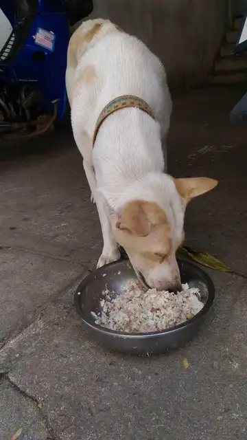El animal agradece la comida que Orawan Kaewla le da cada día El animal agradece la comida que Orawan Kaewla le da cada día