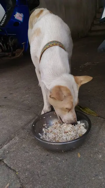 El animal agradece la comida que Orawan Kaewla le da cada día