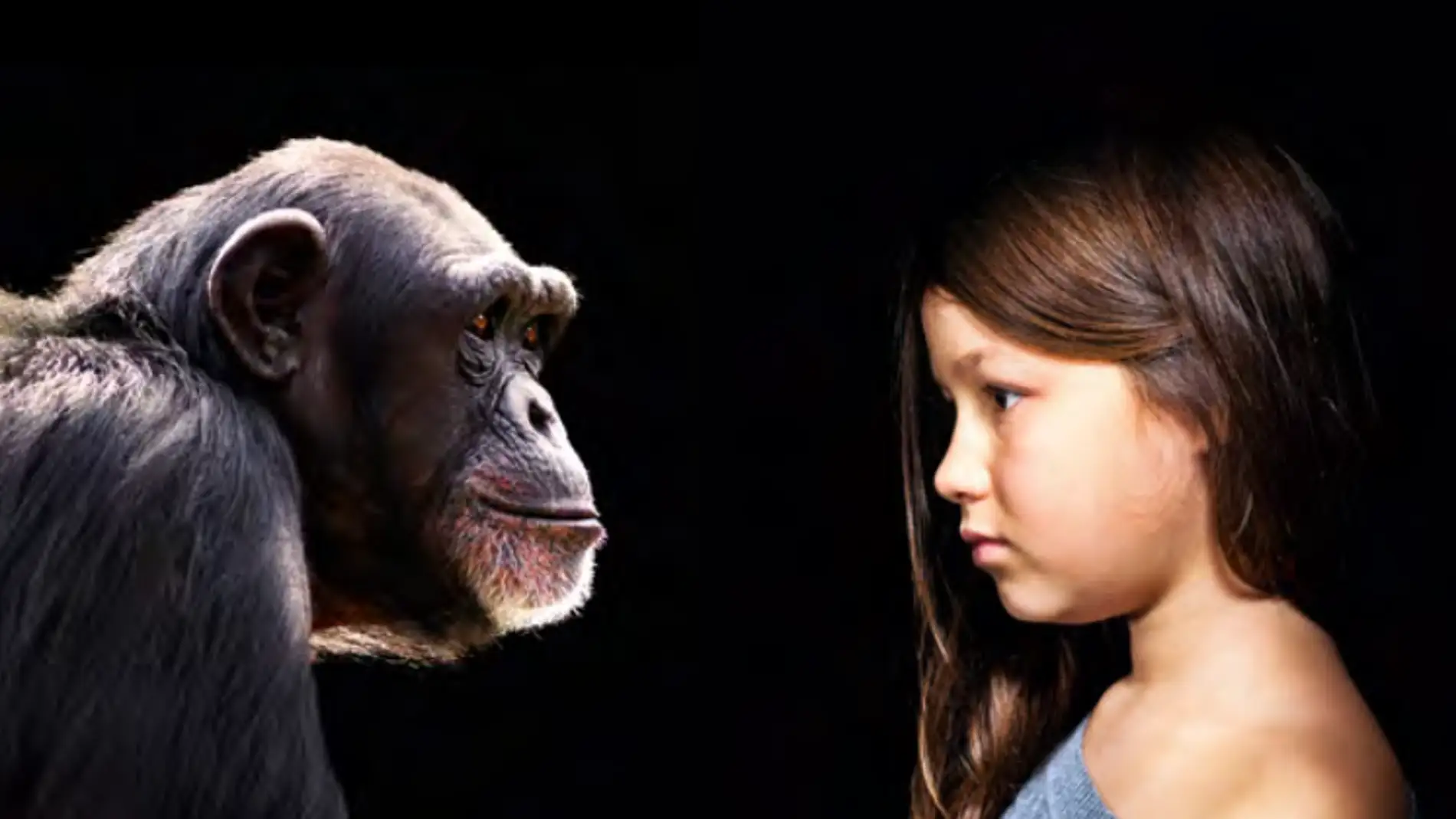 El gran cerebro de los primates se debe mas a la dieta que a su sociabilidad