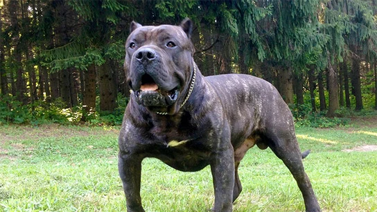 Imagen de archivo de un perro de presa canario Imagen de archivo de un perro de presa canario