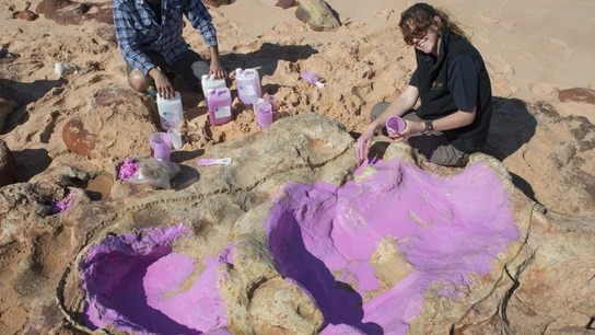 Fotografía facilitada por la Universidad de Queensland de científicos creando un molde de silicona en la huella de un dinosaurio. Fotografía facilitada por la Universidad de Queensland de científicos creando un molde de silicona en la huella de un dinosaurio.