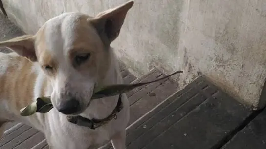 Tua Plu agradece a la mujer que le da de comer con pequeños regalos Tua Plu agradece a la mujer que le da de comer con pequeños regalos