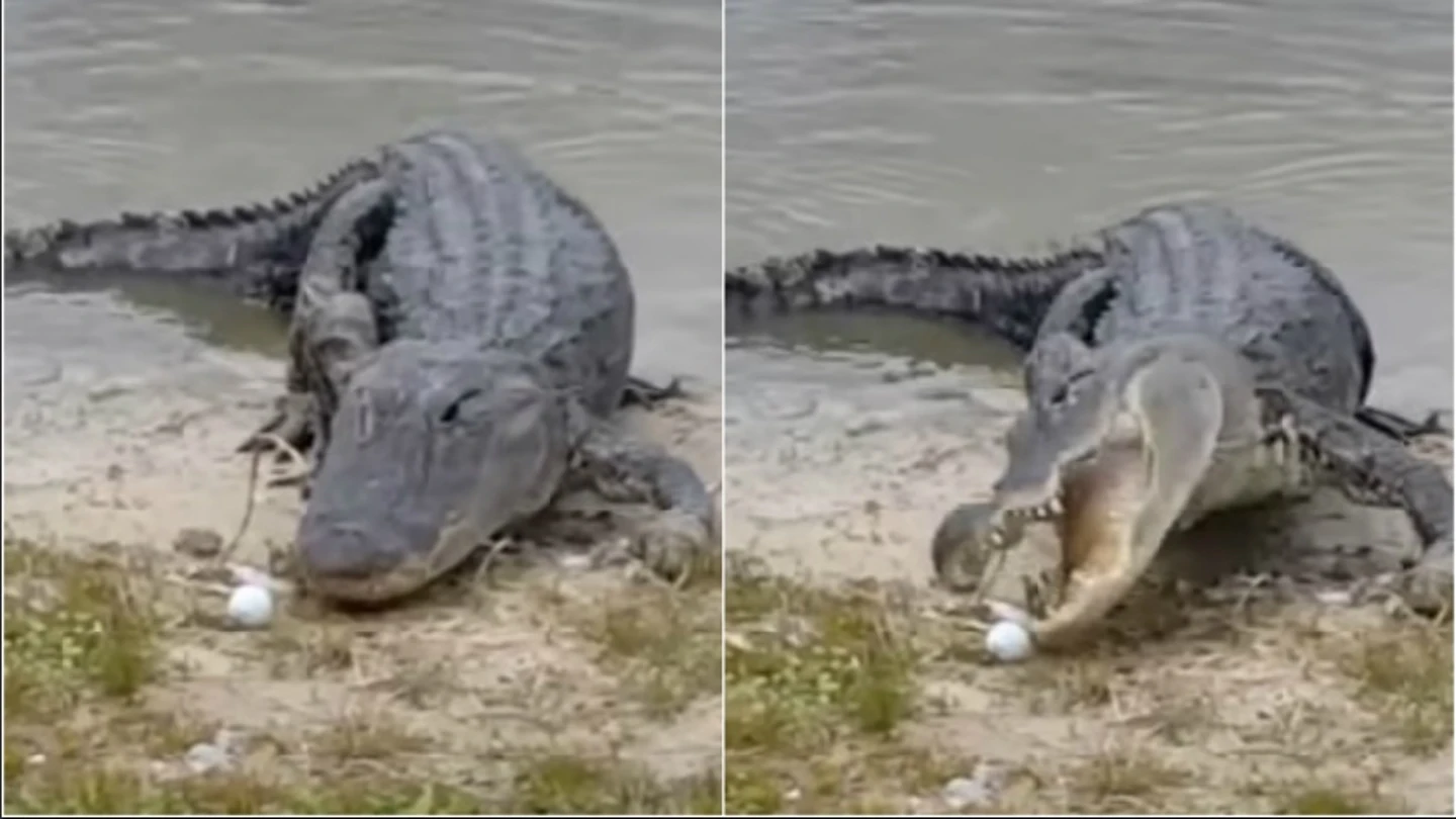 Un cocodrilo se come una pelota de golf en un campo en Florida Un cocodrilo se come una pelota de golf en un campo en Florida