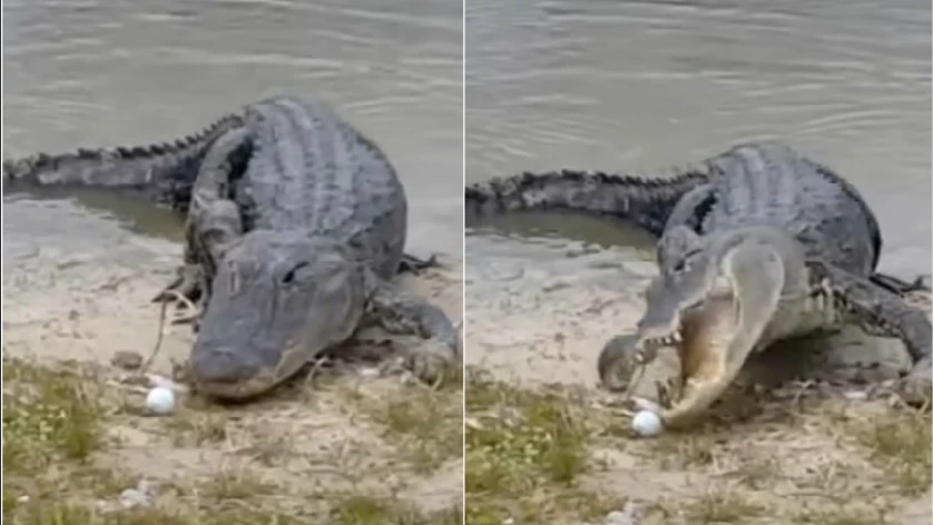 Un cocodrilo se come una pelota de golf en un campo en Florida