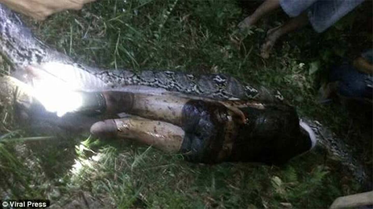 Hallan el cuerpo de un hombre en el interior de una pit&oacute;n