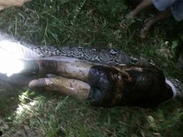 Hallan el cuerpo de un hombre en el interior de una pitón Hallan el cuerpo de un hombre en el interior de una pitón