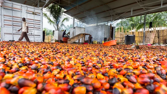 Aceite de palma Aceite de palma