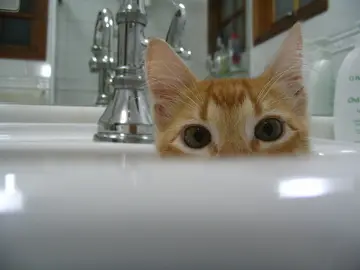 Los gatos son muy parlanchines, solo hay que saber identificar si te están saludando o echando la bronca porque no les queda comida Los gatos son muy parlanchines, solo hay que saber identificar si te están saludando o echando la bronca porque no les queda comida