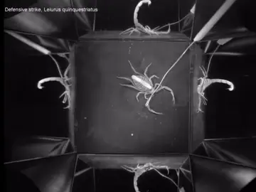 El escorpión más letal del mundo El escorpión más letal del mundo