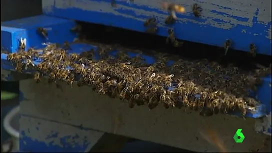 Frame 17.975893 de: avispa Frame 17.975893 de: avispa