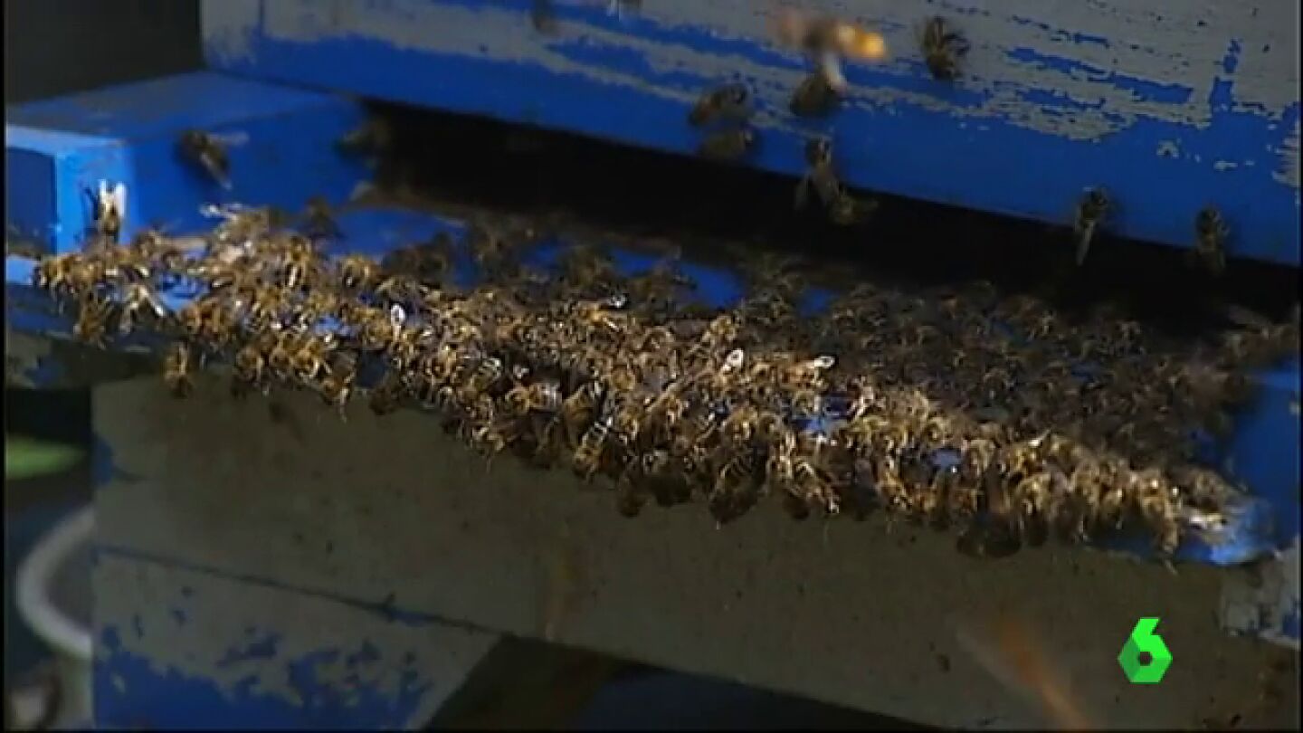 Frame 17.975893 de: avispa