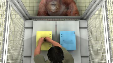 Los grandes simios ayudan a los humanos a no equivocarse