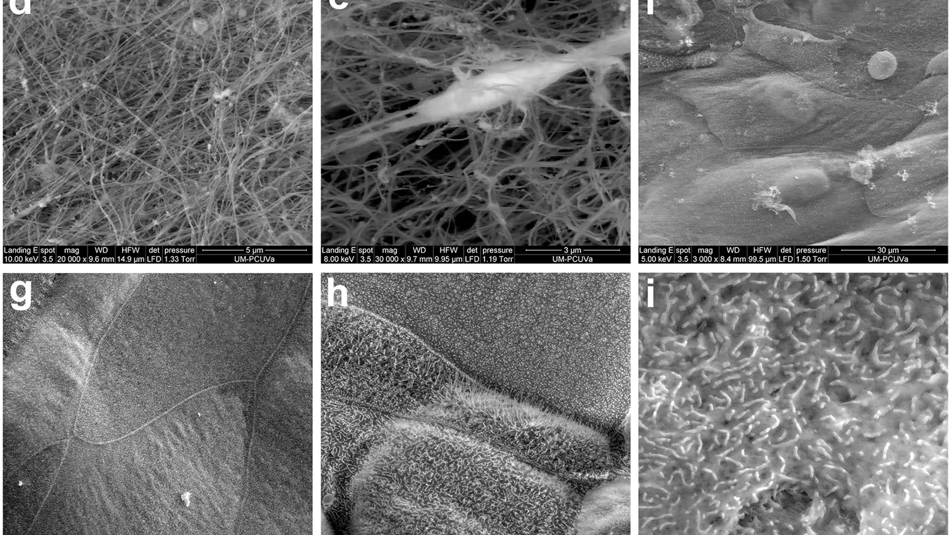 Crean un modelo 3D para estudiar las enfermedades de la superficie ocular