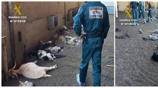 Algunas de las cabras muertas por inanición Algunas de las cabras muertas por inanición