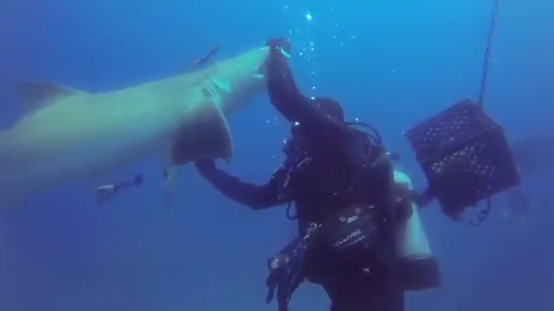 Josh Eccles ayuda al tiburón en Florida