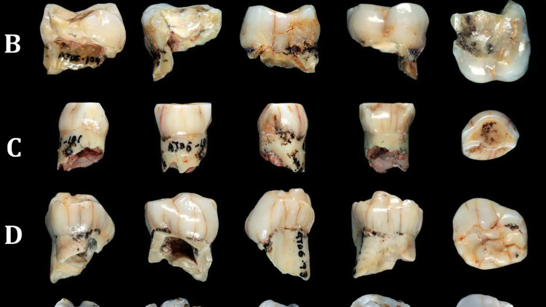 La denticion del Homo antecessor combinaba caracteres primitivos y modernos