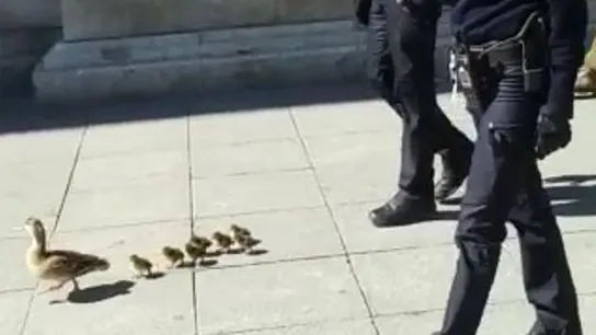 Los agentes de la Policía Nacional acompañando a los patos Los agentes de la Policía Nacional acompañando a los patos