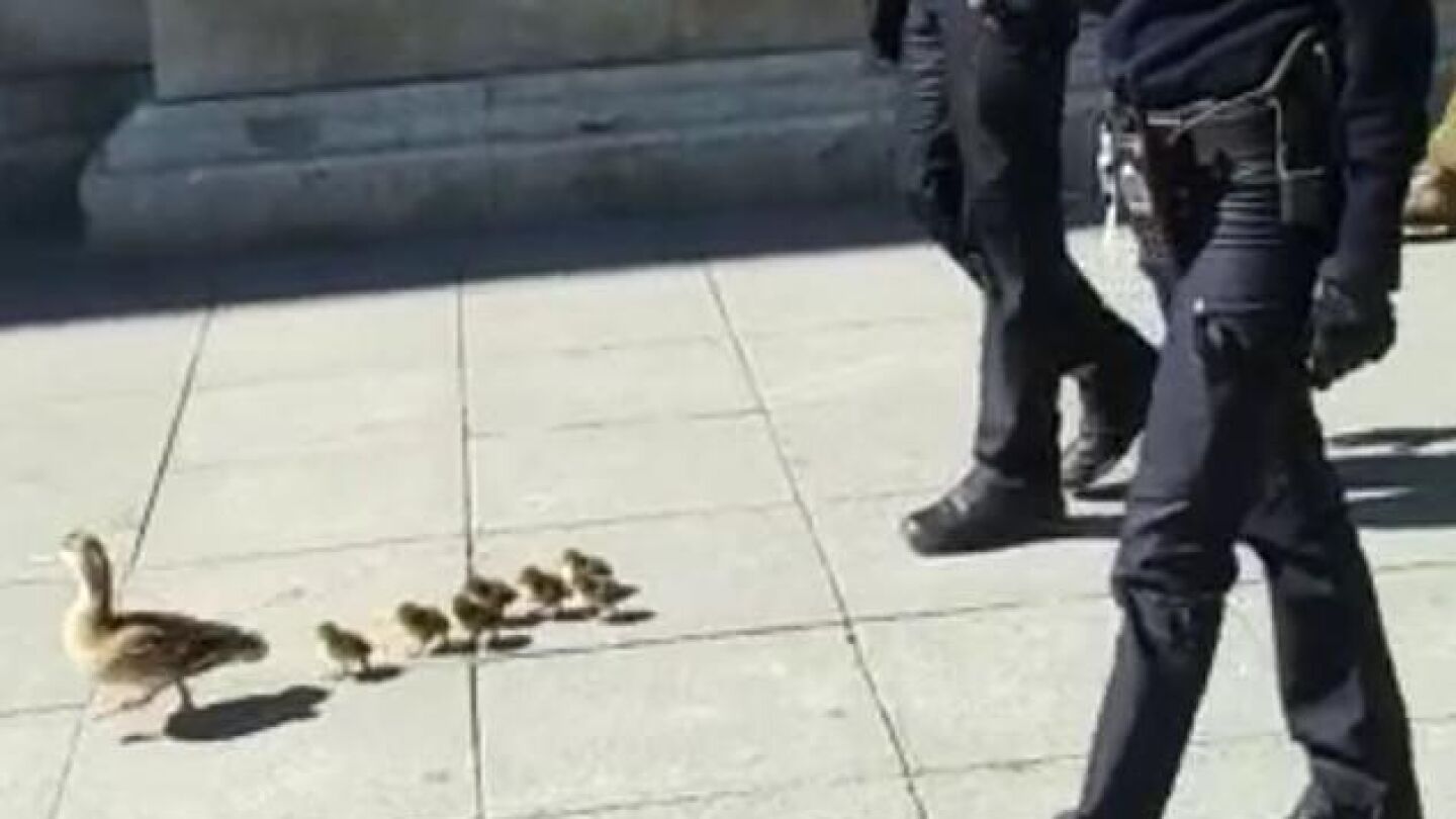 Los agentes de la Polic&iacute;a Nacional acompa&ntilde;ando a los patos