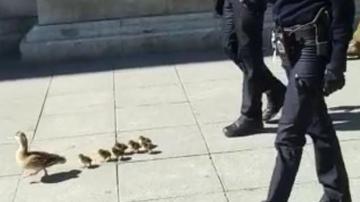 Los agentes de la Policía Nacional acompañando a los patos