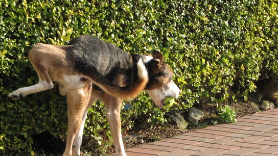 Perro orinando en la vía pública Perro orinando en la vía pública