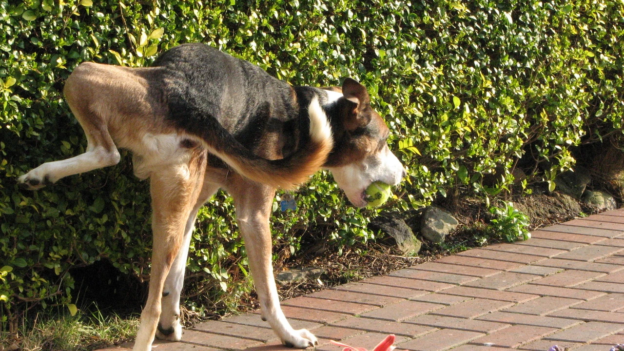 Perro orinando en la vía pública