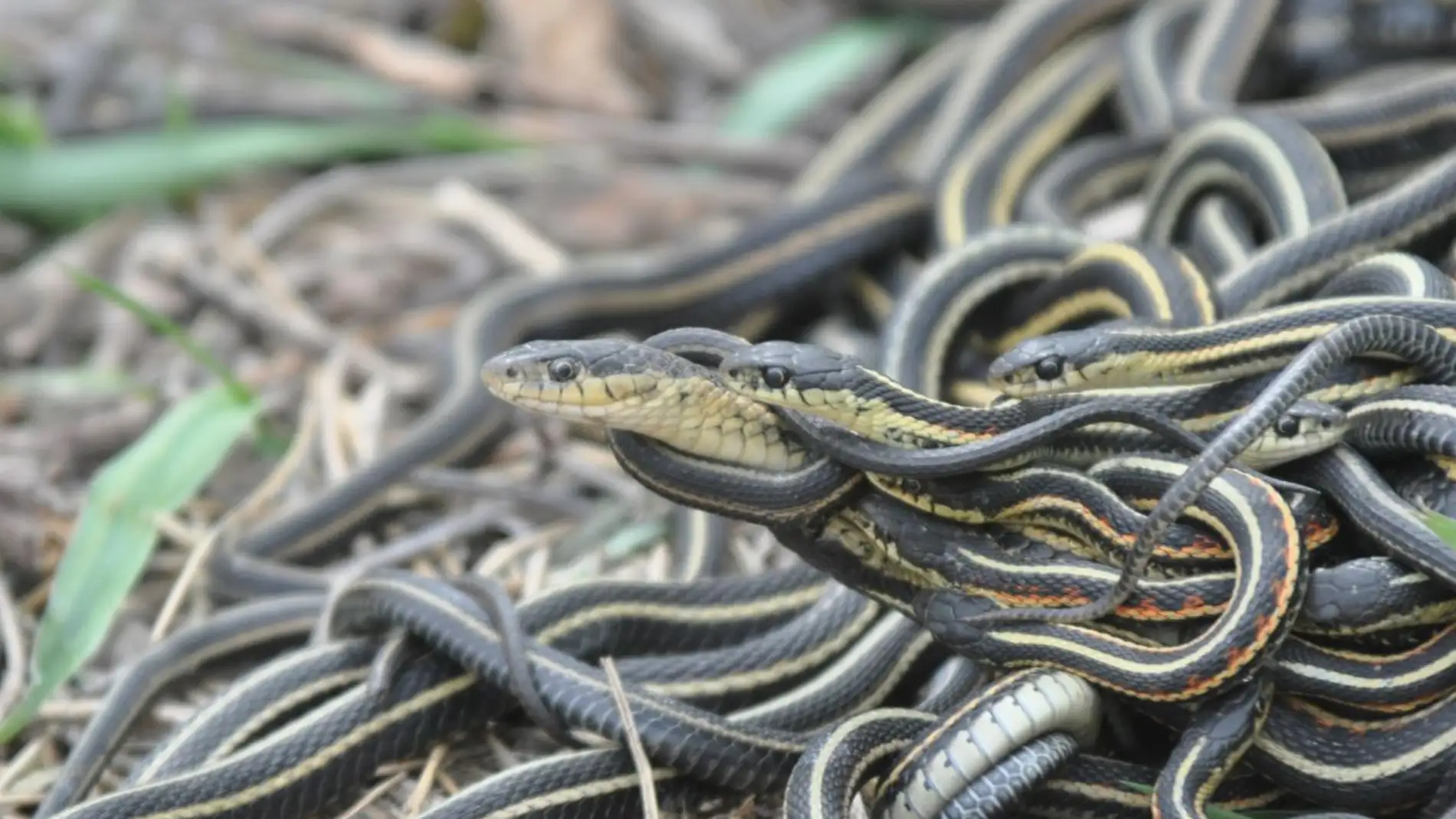 La obsesion por el sexo mata a los machos de estas serpientes