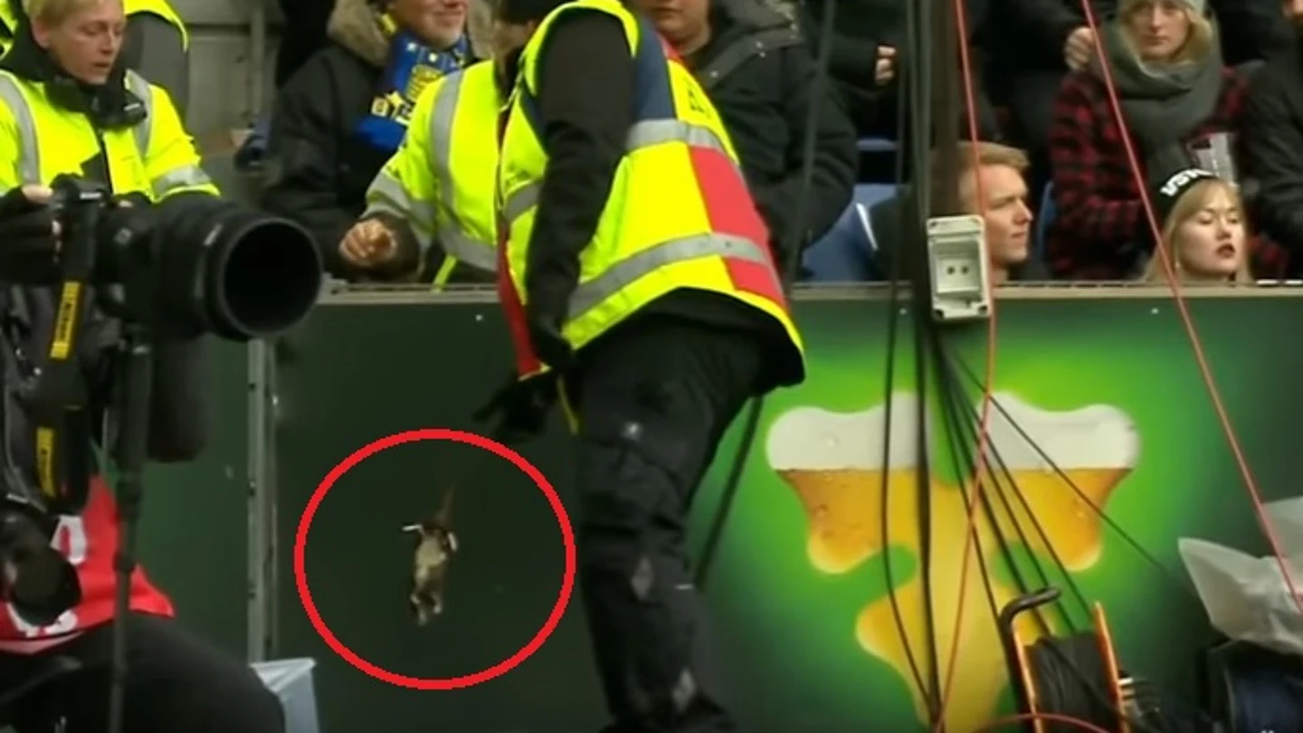 Hinchas rivales lanzan una rata muerta al córner Hinchas rivales lanzan una rata muerta al córner