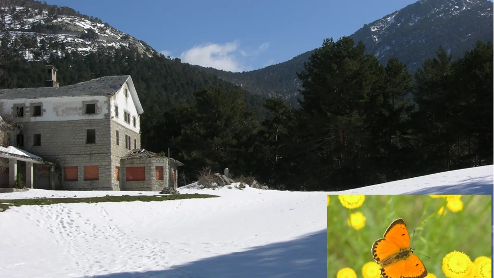 Las mariposas de la Sierra de Guadarrama se desplazan a zonas de alta montana