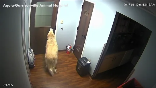 Frame 24.81631 de: Sorprendentes imagenes de un perro capaz de abrir puertas para ir en busca de su familia Frame 24.81631 de: Sorprendentes imagenes de un perro capaz de abrir puertas para ir en busca de su familia