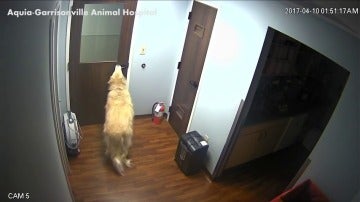Frame 24.81631 de: Sorprendentes imagenes de un perro capaz de abrir puertas para ir en busca de su familia