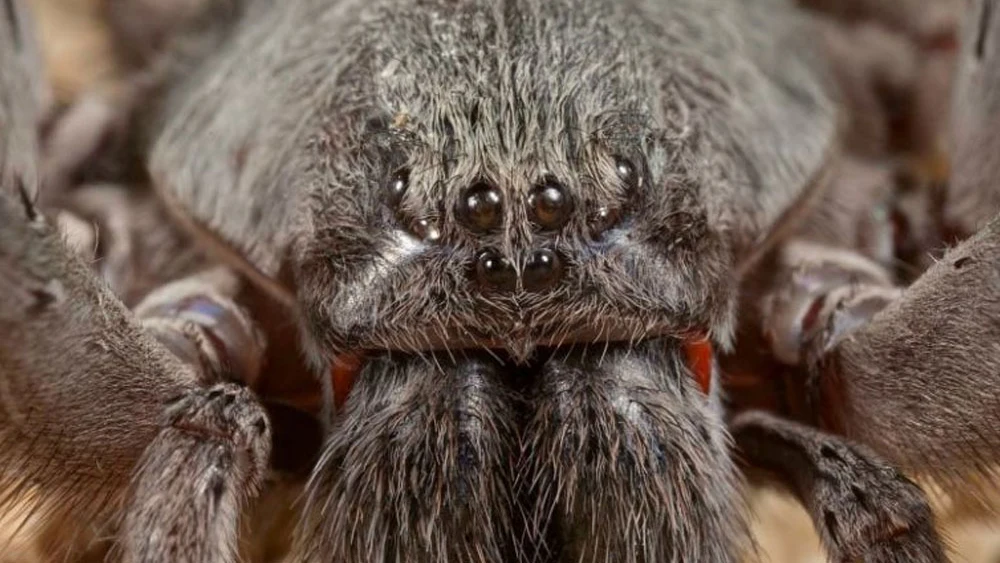 Califorctenus cacachilensis Califorctenus cacachilensis