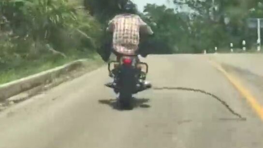 Frame 6.170528 de: Las sorpendentes im&aacute;genes de una serpiente que se lanza a morder a un motorista en mitad de la carretera