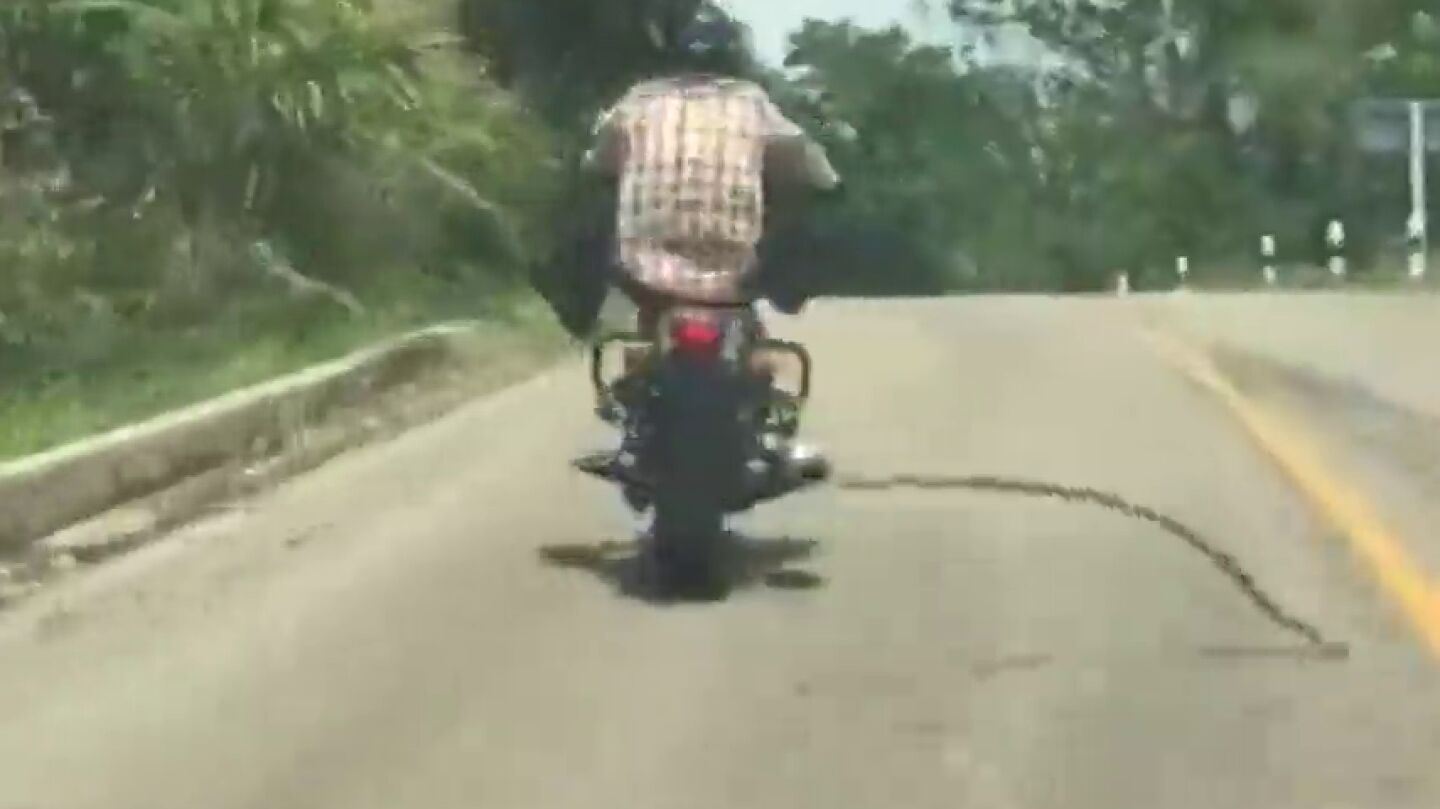 Frame 6.170528 de: Las sorpendentes im&aacute;genes de una serpiente que se lanza a morder a un motorista en mitad de la carretera