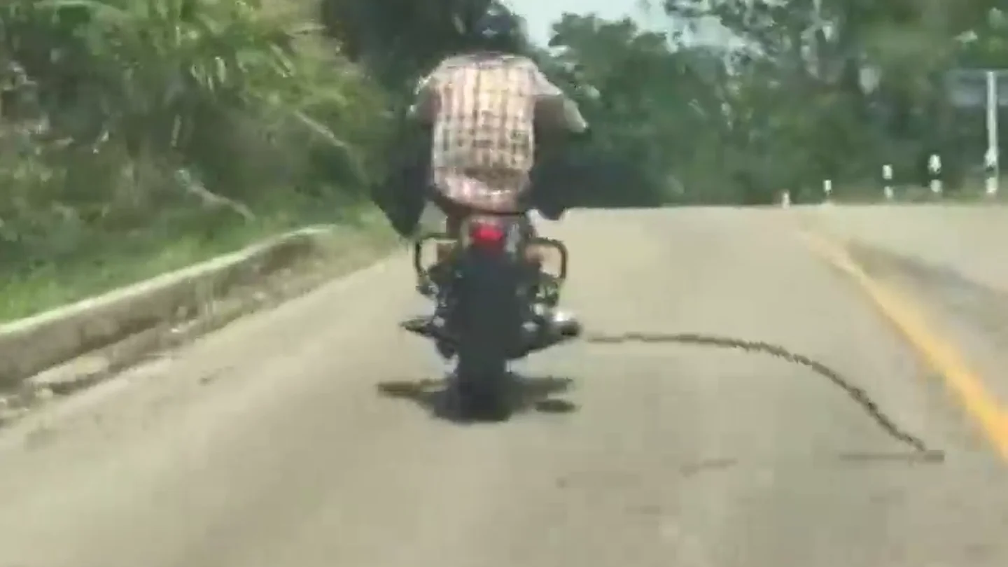 Frame 6.170528 de: Las sorpendentes imágenes de una serpiente que se lanza a morder a un motorista en mitad de la carretera Frame 6.170528 de: Las sorpendentes imágenes de una serpiente que se lanza a morder a un motorista en mitad de la carretera