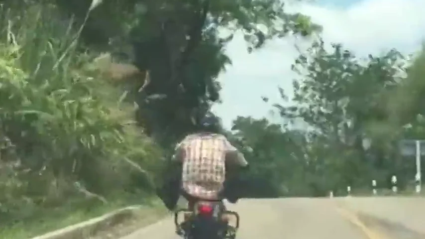 Frame 6.170528 de: Las sorpendentes imágenes de una serpiente que se lanza a morder a un motorista en mitad de la carretera