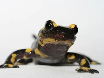 Salamandra común Salamandra común