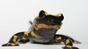 Salamandra común