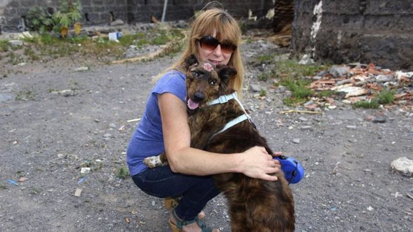 PerraUna protectora se hizo cargo del animal tras la brutal paliza recibida herida