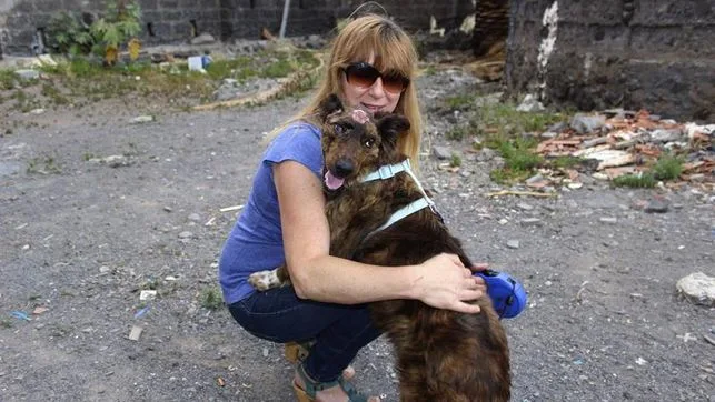 PerraUna protectora se hizo cargo del animal tras la brutal paliza recibida herida