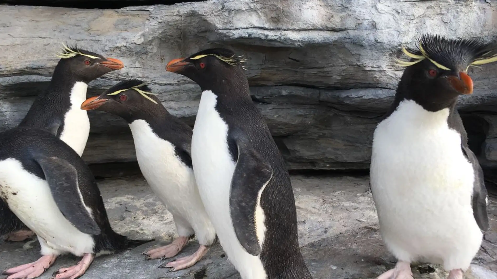Un corto de realidad virtual para salvar a los pingueinos
