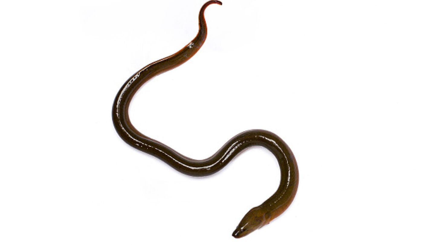 Una anguila