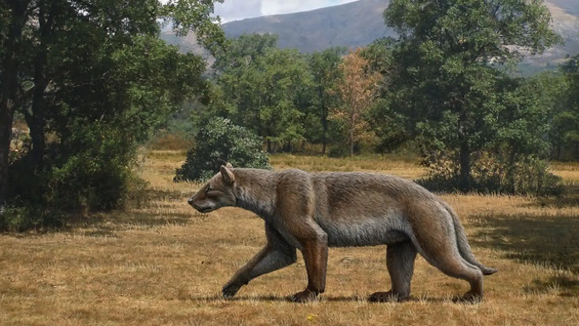 Asi cazaba uno de los grandes depredadores del Mioceno en la peninsula iberica