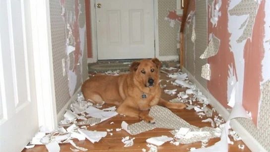 Perro solo en casa Perro solo en casa