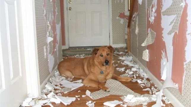 Perro solo en casa