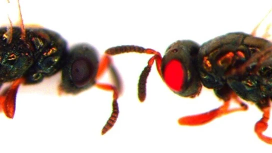 Nuevas avispas mutantes de ojos rojos Nuevas avispas mutantes de ojos rojos