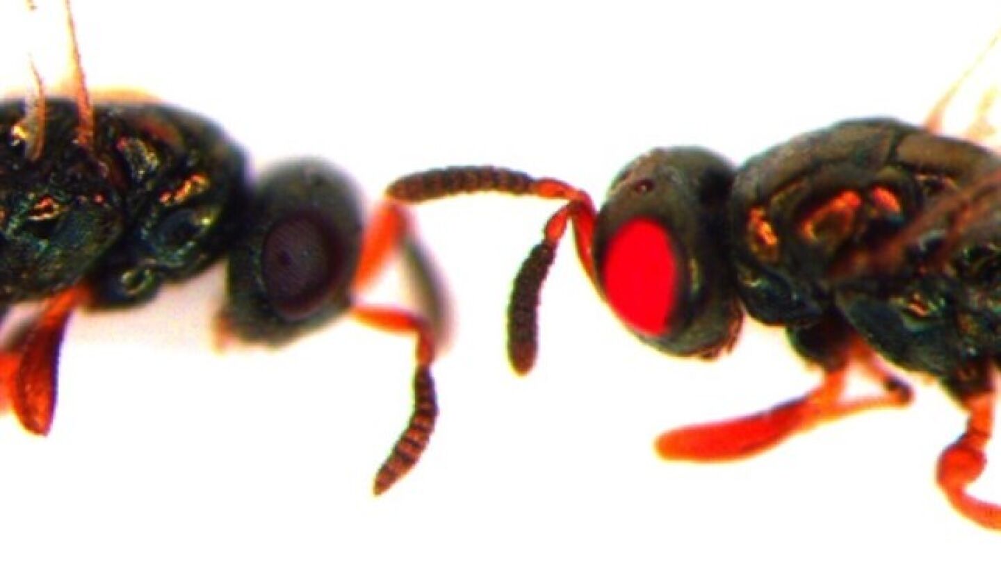 Nuevas avispas mutantes de ojos rojos