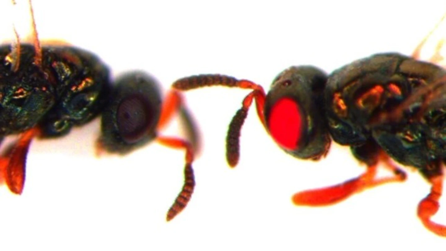 Nuevas avispas mutantes de ojos rojos Nuevas avispas mutantes de ojos rojos