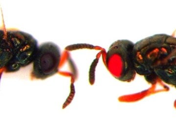 Nuevas avispas mutantes de ojos rojos Nuevas avispas mutantes de ojos rojos